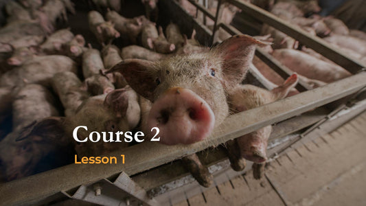 Lesson 1: Factory Farming: A Global Perspective