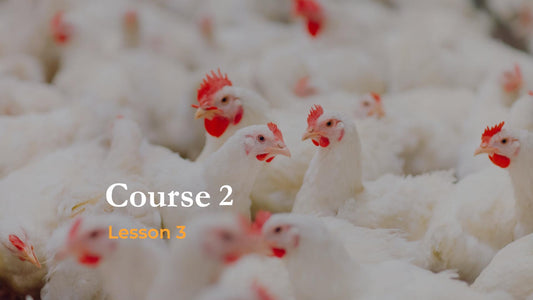 Lesson 3: Poultry Farming: The Plight of Chickens and Turkeys